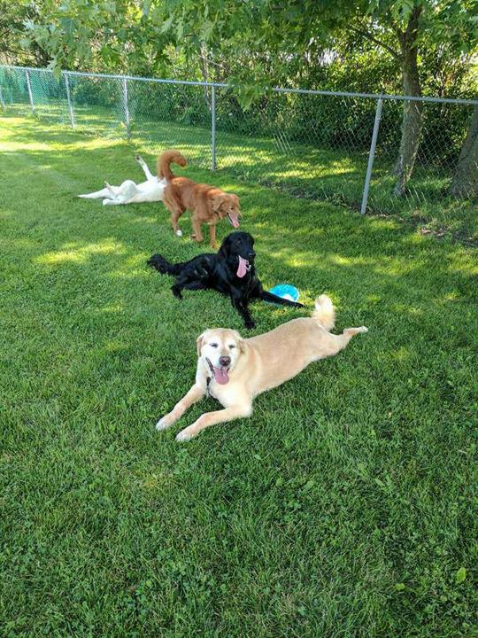The Pawmer House Pet Hotel Pet Boarding Wilton Center, IL