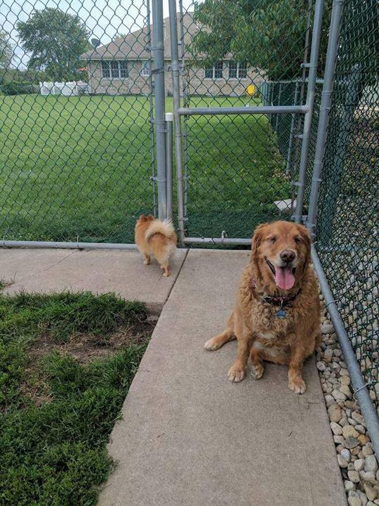 The Pawmer House Pet Hotel Pet Boarding Wilton Center, IL