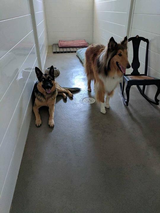 The Pawmer House Pet Hotel Pet Boarding Wilton Center, IL