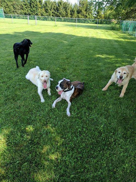The Pawmer House Pet Hotel Pet Boarding Wilton Center, IL