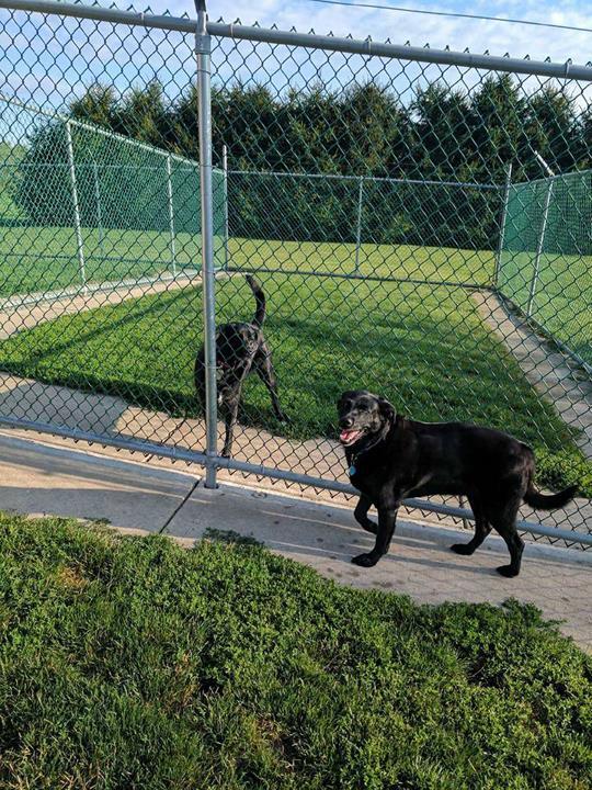 The Pawmer House Pet Hotel Pet Boarding Wilton Center, IL