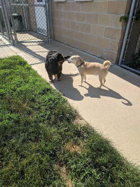 The Pawmer House Pet Hotel Pet Boarding Service Wilton Center, IL