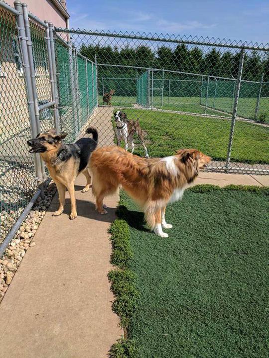 The Pawmer House Pet Hotel Pet Boarding Wilton Center, IL
