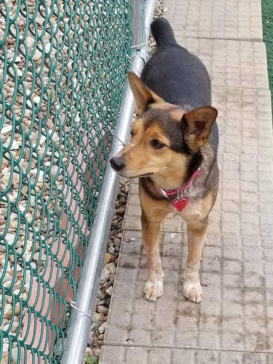 The Pawmer House Pet Hotel Wilton Center, IL