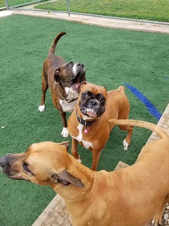 The Pawmer House Pet Hotel Wilton Center, IL